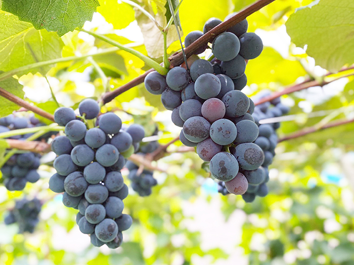 修理・引き取り・中古対応もおまかせください